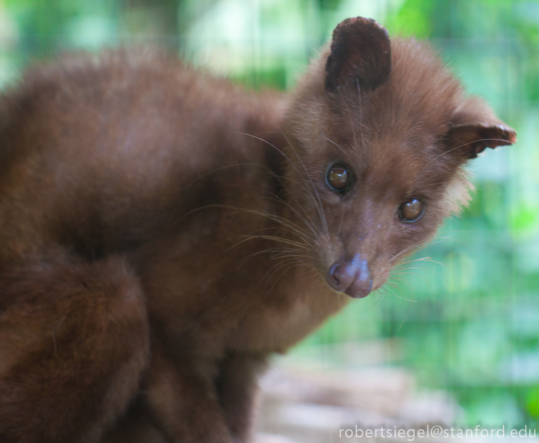 palmcivet